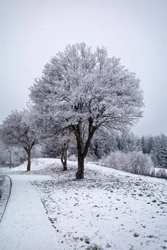 First snow Stock Photos
