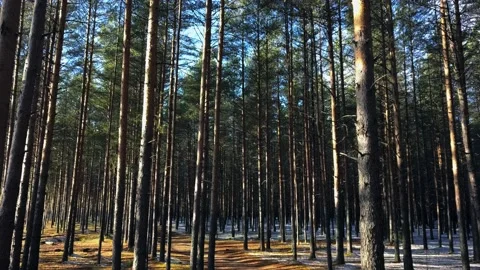 The first snow in a pine forest in Russia Video stock 166126309