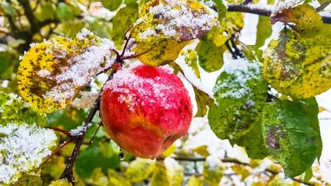 The first snow. A red Apple on a tree covered in snow. Stock Photos