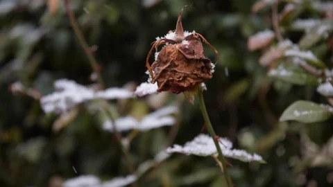 First Snow in the roses garden Time Lapse 04 Stock Footage 101937700