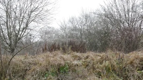 The first snow, the snow on the green grass Stock Footage 82856465