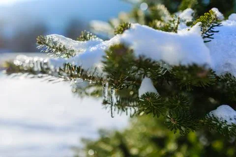 The first snow on spruce branches. Stock Photos