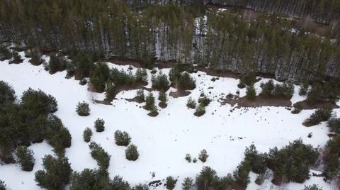 First snow in spruce tree forest. Russian landscape. Aerial view Stock Photos