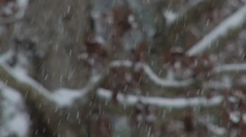 First Snow on Tree Branches 스톡 동영상 34486632