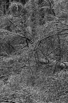 First snow on tree branches Foto stock