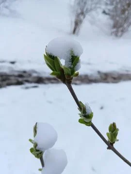 First snow on tree branches Foto stock
