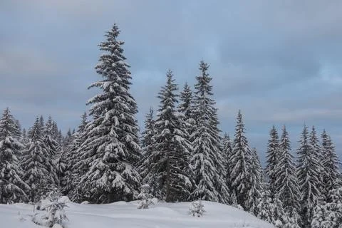 The first snow on the tree branches in the winter forest. Spruce trees cove.. 스톡 사진