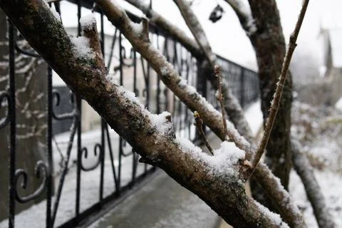 First snow on a tree branches Winter Snowflakes Stock Photos