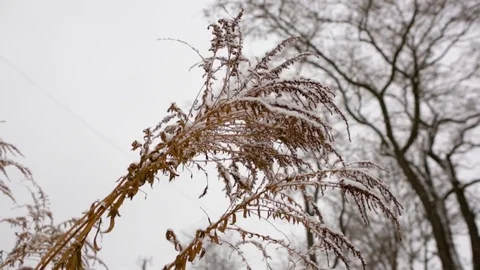 First snow on trees Stock Footage 71009804
