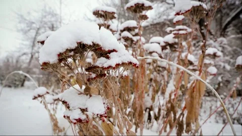 First snow on trees Video stock 71010146