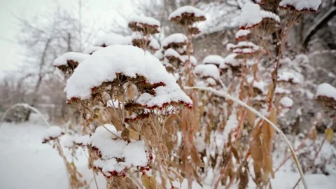 First snow on trees Stock Footage 71010360