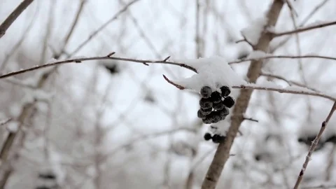 First snow on trees Stock Footage 71011299