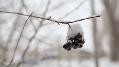 First snow on trees Stock Footage 71015240