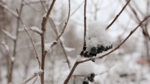 First snow on trees Stock Footage 71016170