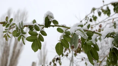 First snow on trees Stock Footage 71017303