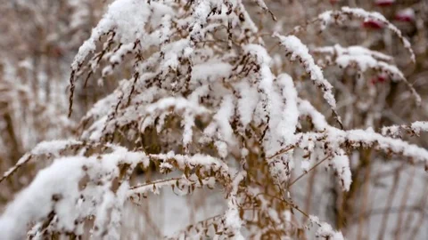 First snow on trees Stock Footage 71017501