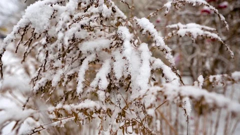 First snow on trees Stock Footage 71018802