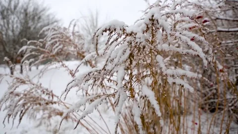 First snow on trees Stock Footage 71019270