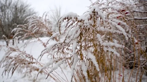First snow on trees Stock Footage 71019770