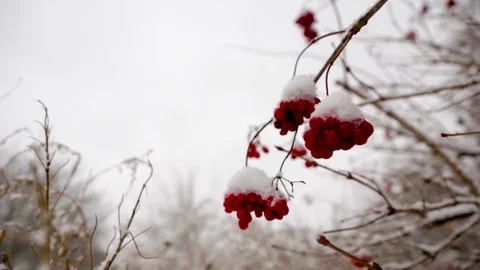 First snow on trees Stock Footage 71024999