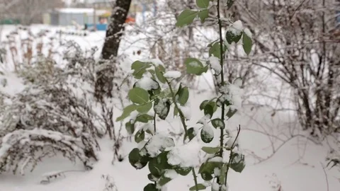 First snow on trees Stock Footage 71026512