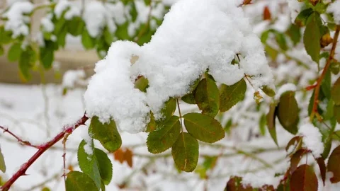 First snow on trees Stock Footage 71027371