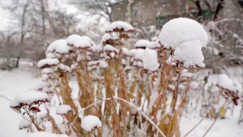 First snow on trees Stock Footage 71027502