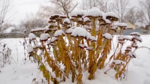 First snow on trees Stock Footage 71027588