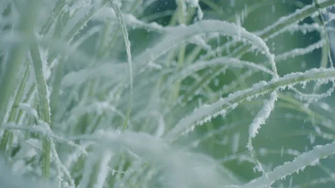 First snow in winter, close up of beautiful snow flakes falling on green grass Stock Footage 149185234