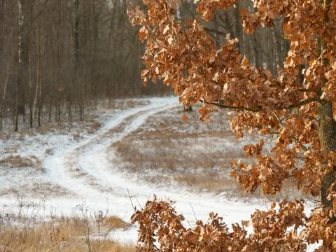 First snow. winter forest snowy white road Fotos Stock