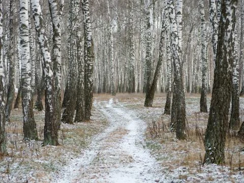 First snow. winter forest snowy white road Fotos Stock