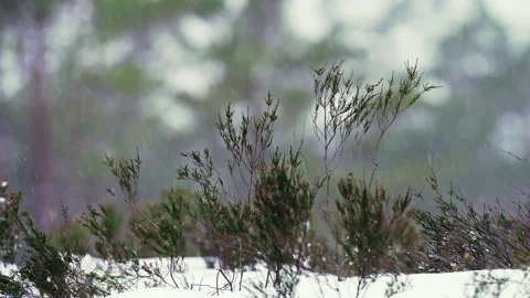 The first snow of winter, in a swampy pine forest. Video stock 223722532