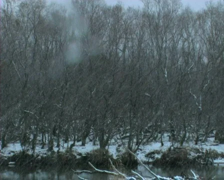 First snow, , wood,  river Видео 860697
