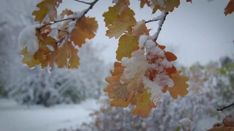 First snow in the yellow leaf. Video stock 69768750