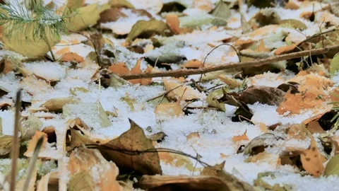 The first snow on the yellow leaves Stock Footage 81375699