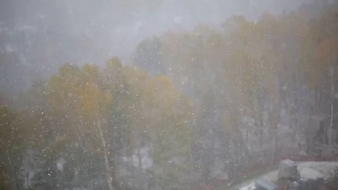 First Snow On Yellow Trees Stock Footage 77437855