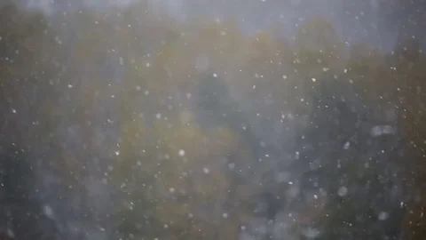 First Snow On Yellow Trees Stock Footage 77437863