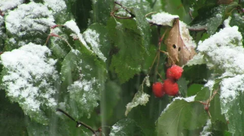 First snow2 Stock Footage 531923