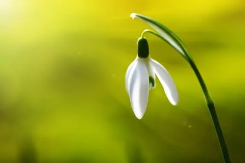 First snowdrop flower, spring background Stock Photos
