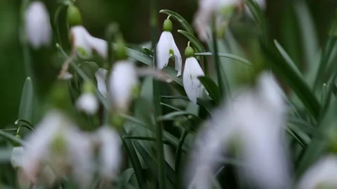 First snowdrop flowers in spring 4k 25fps video Stock Footage 266824964
