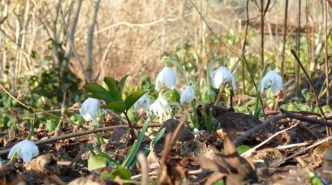 First snowdrops after winter Stockbeeldmateriaal 47640142