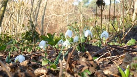 First snowdrops after winter Stock Footage 47640263