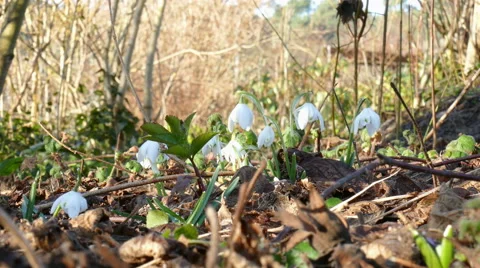 First snowdrops after winter Stock Footage 47642089