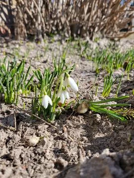 The first snowdrops are breaking through the soil Stock Photos