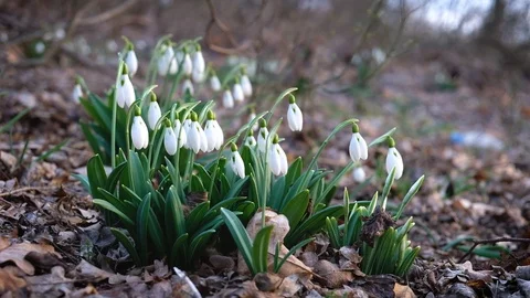 The first snowdrops in the forest in spring time. Stock Footage 116331361