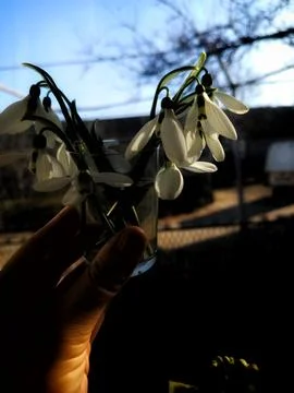 First Snowdrops of Hope Stock Photos
