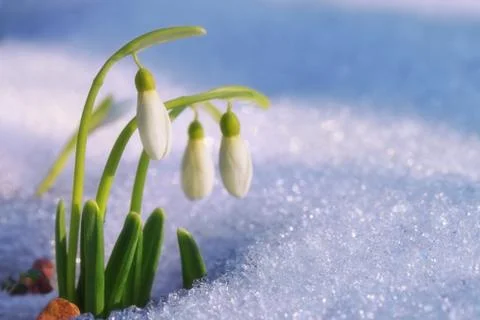 First snowdrops Stock Photos