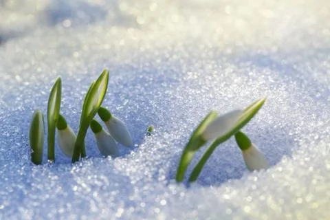 First snowdrops Stock Photos