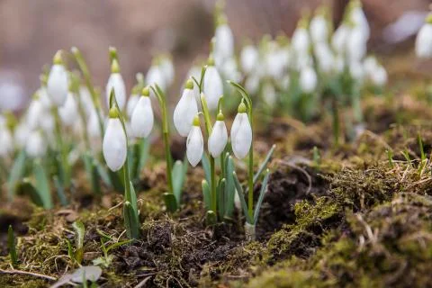 The first snowdrops . Stock Photos