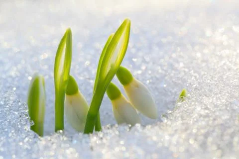 The first snowdrops Stock Photos